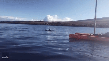 Hawaiian Family Met by Whales and Dolphins as They Scatter Grandmother's Ashes