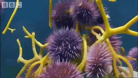 kerryanderson giphygifmaker kelp urchin sea urchin GIF