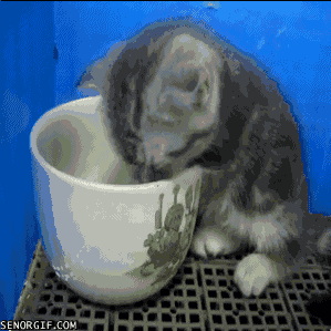 tea cup sleeping GIF by Cheezburger