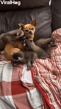 Dog Cuddles With Baby Raccoons