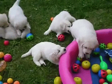 ball puppies GIF