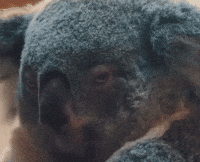 Angry Koala GIF