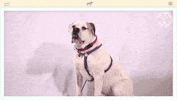 heavy petting dog GIF by Amy Poehler's Smart Girls