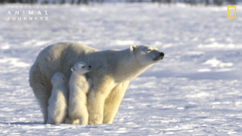 National Geographic GIF by Nat Geo Wild