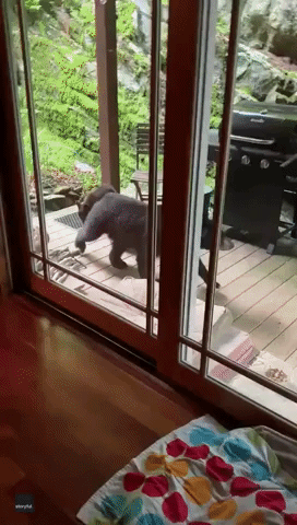 Mama Bear and Cubs Make Off With Some Dog Food From North Carolina Porch