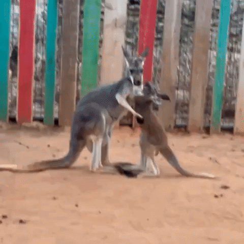 Young Kangaroo Showcases Playful Antics at San Antonio Zoo