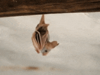bat sitting GIF