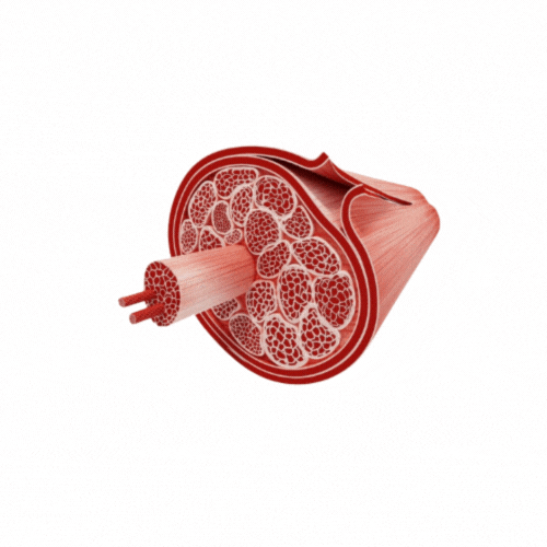 Dhooghevoeding giphyupload horse premium paard GIF