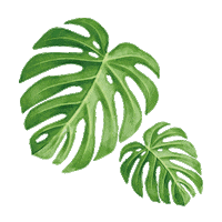 Leaf Leaves Sticker