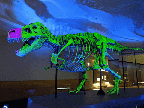 T Rex Dinosaur GIF by Field Museum