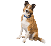 dog kids Sticker by Radio TEDDY