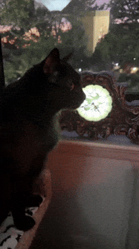 Black Cat Spooky Season GIF