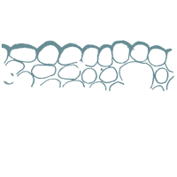 Interim_Skin acne antiage huidtherapie huidtherapeut Sticker