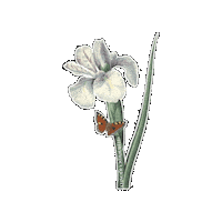 Natural History Flower Sticker by The Wild Curiosity