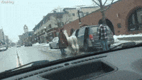 Llama Hops into Van