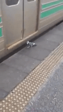 train pigeon GIF
