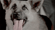 Barking Quentin Tarantino GIF