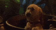 Video gif. A shaggy little dog is peering out from a bucket and they nod their head enthusiastically.