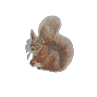 Squirrel Sticker