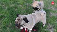 Two Pugs