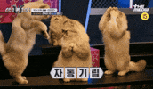 스큐파 GIF