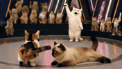 스큐파 GIF