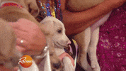 dog GIF by Rachael Ray Show