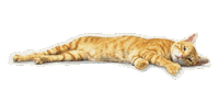 Cat Lubar Sticker