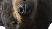 Hungry Chaos GIF by Cocaine Bear