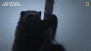Happy Nat Geo GIF by National Geographic Channel