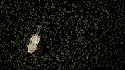 Sea Crab GIF by PBS Digital Studios