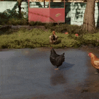 Chickens GIF by Far Cry 6