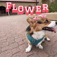 Flower Corgi GIF