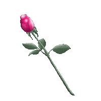 Pink See Sticker by bootshaustegernsee