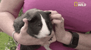 nat geo wild pets GIF by Dr. K's Exotic Animal ER