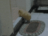 Dog Puppy GIF