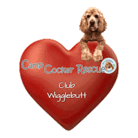 CampCockerRescue cocker spaniel camp cocker camp cocker rescue wigglebutt Sticker
