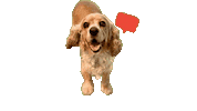 Cocker Spaniel Happy Dog Sticker by Camp Cocker Rescue