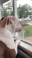 Rescue Dog Patiently Waits at Window for Owner to Come Home