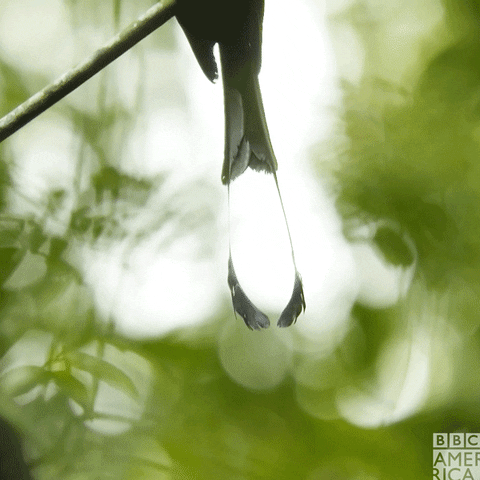 Bird Earth GIF by BBC America