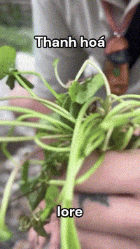 36 GIF