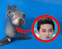 Sea Lion GIF