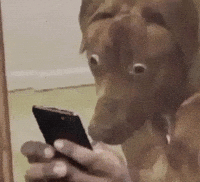 Dog Phone GIF