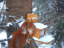 Persistence Pays Off as Squirrel Plucks Snack From Feeder