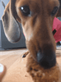 Hungry Sausage Dog GIF