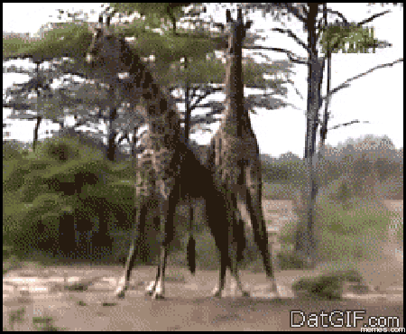 giraffe GIF