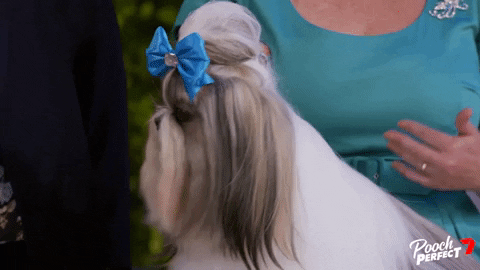 Shih Tzu Dog GIF by Channel 7