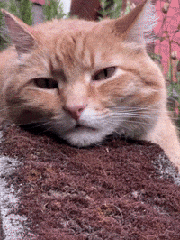 Cat Resting GIF by EDGARDUDE