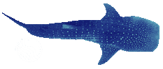 BlissDhigurah fish shark whale maldives Sticker