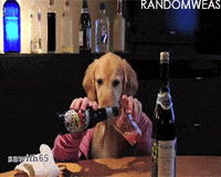 Dog Human Drinking GIF